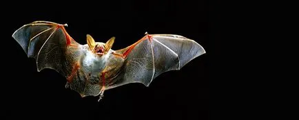 Bat (szimbólum)