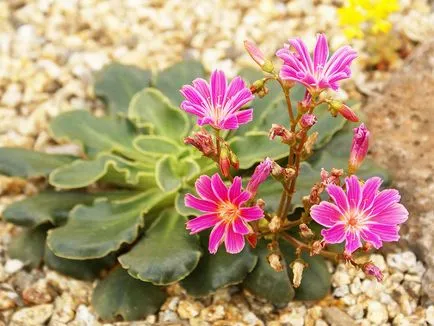 Cotiledon de Levisa, secretele de creștere houseplants