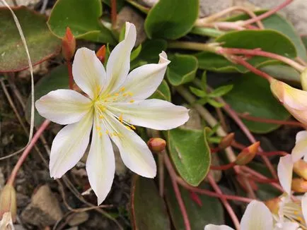 Cotiledon de Levisa, secretele de creștere houseplants