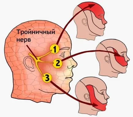 anatomie nervului facial, diagrama, funcția, caracteristica