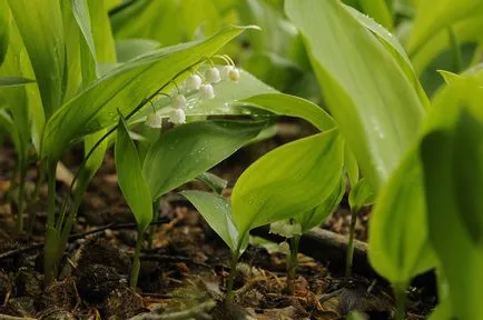 plante perene melkolukovichnye de top în grădină, fotografie, planta o gradina