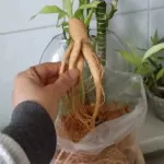 Face masca ginseng - rețete, sfaturi, recomandări