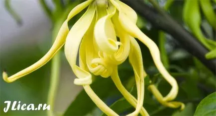 Ylang ylang Face 7 Home maszkok és vélemények