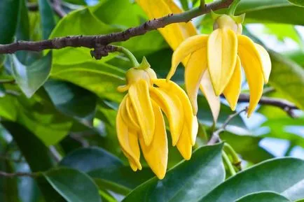 Ylang ylang Face tulajdonságai és alkalmazásai, video