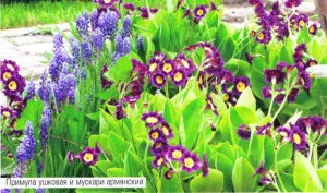 Melkolukovichnye избор на цвят и засаждане, за да създадете красива градина