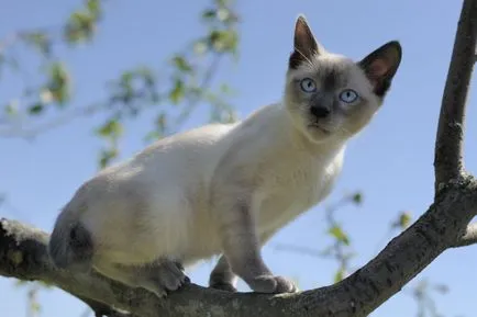 Mekong Bobtail - fotografii, descriere rasa