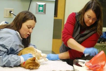 Mastocitom la pisici o predispoziție, diagnostic și terapie