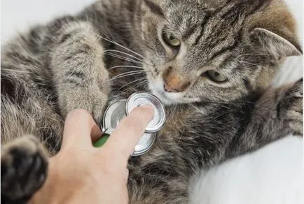 Mastocitom la pisici o predispoziție, diagnostic și terapie