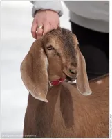 Mini-farm udvarán - az értékesítés minden lefolytatásához szükséges személyes gazdaságban vagy a gazdaság