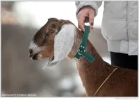 Mini-farm udvarán - az értékesítés minden lefolytatásához szükséges személyes gazdaságban vagy a gazdaság