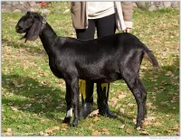 Mini-farm udvarán - az értékesítés minden lefolytatásához szükséges személyes gazdaságban vagy a gazdaság