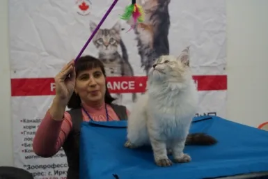 Международната Cat Show открита в Иркутск Sibexpocentre