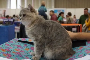 Международната Cat Show открита в Иркутск Sibexpocentre