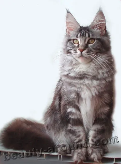 Maine Coon - a legnagyobb fajta macska (Maine Coon fotók)