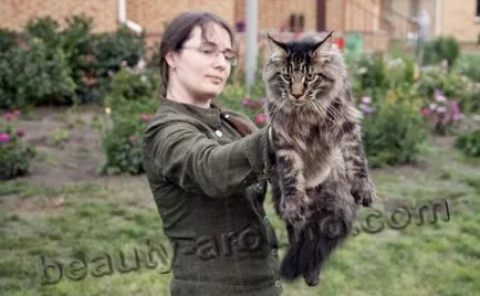 Maine Coon - a legnagyobb fajta macska (Maine Coon fotók)