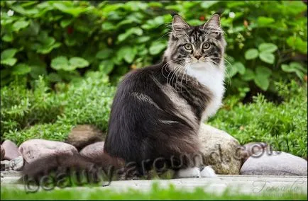 Maine Coon - a legnagyobb fajta macska (Maine Coon fotók)