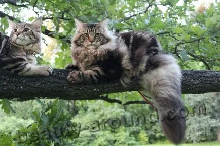 Maine Coon - a legnagyobb fajta macska (Maine Coon fotók)