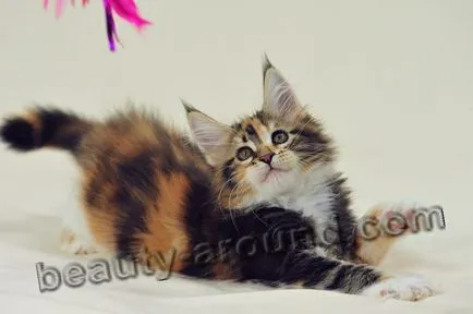 Maine Coon - a legnagyobb fajta macska (Maine Coon fotók)