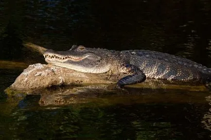 Mississippi alligátor, más néven csuka alligátor