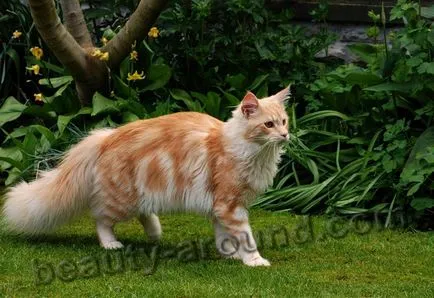 Maine Coon - a legnagyobb fajta macska (Maine Coon fotók)