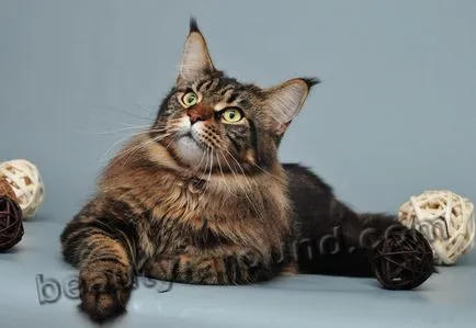 Maine Coon - a legnagyobb fajta macska (Maine Coon fotók)