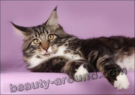 Maine Coon - a legnagyobb fajta macska (Maine Coon fotók)