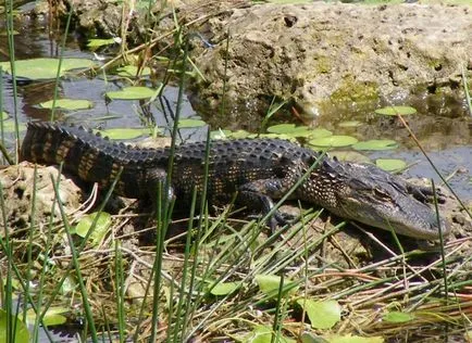 Mississippi aligatori, de asemenea, cunoscut sub numele de aligatori stiuca