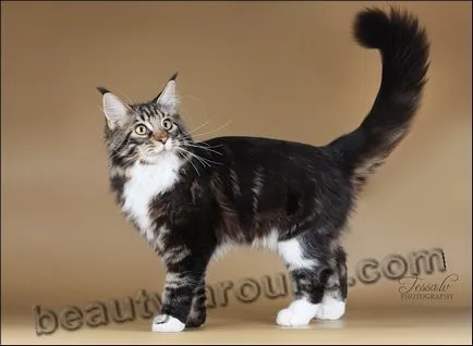 Maine Coon - a legnagyobb fajta macska (Maine Coon fotók)