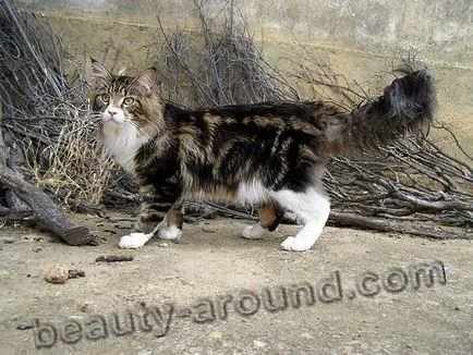 Maine Coon - a legnagyobb fajta macska (Maine Coon fotók)