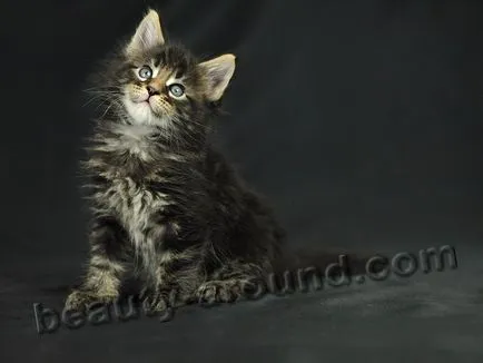 Maine Coon - a legnagyobb fajta macska (Maine Coon fotók)