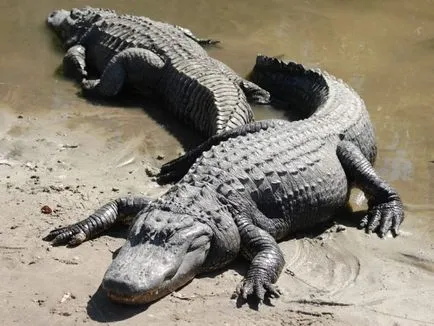 Mississippi aligatori, de asemenea, cunoscut sub numele de aligatori stiuca