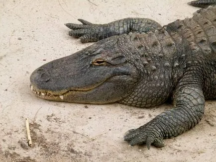 Mississippi aligatori, de asemenea, cunoscut sub numele de aligatori stiuca