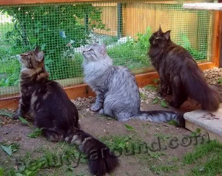 Maine Coon - a legnagyobb fajta macska (Maine Coon fotók)