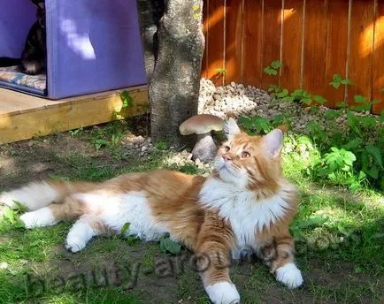 Maine Coon - a legnagyobb fajta macska (Maine Coon fotók)