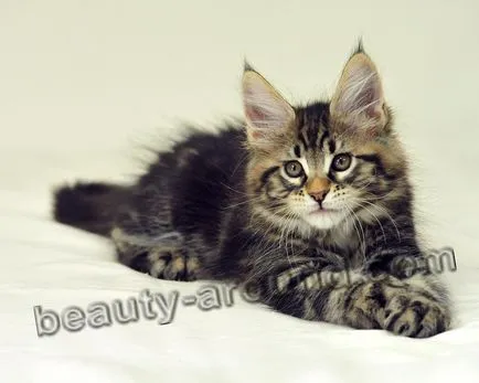 Maine Coon - a legnagyobb fajta macska (Maine Coon fotók)