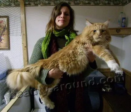 Maine Coon - a legnagyobb fajta macska (Maine Coon fotók)