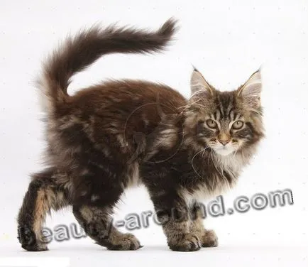 Maine Coon - a legnagyobb fajta macska (Maine Coon fotók)