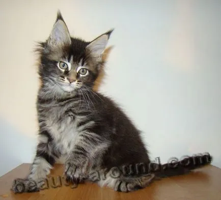 Maine Coon - a legnagyobb fajta macska (Maine Coon fotók)