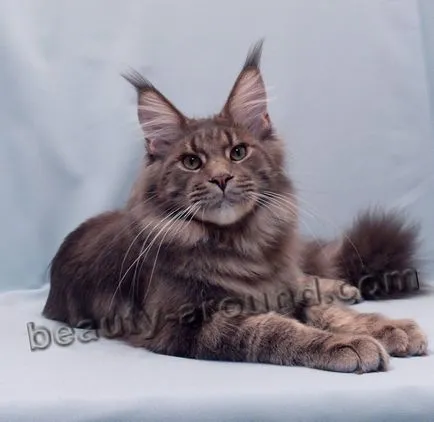 Maine Coon - a legnagyobb fajta macska (Maine Coon fotók)