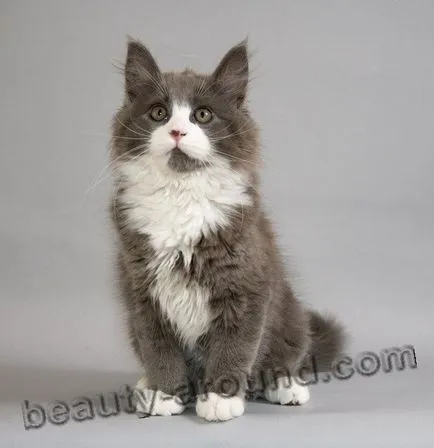 Maine Coon - a legnagyobb fajta macska (Maine Coon fotók)