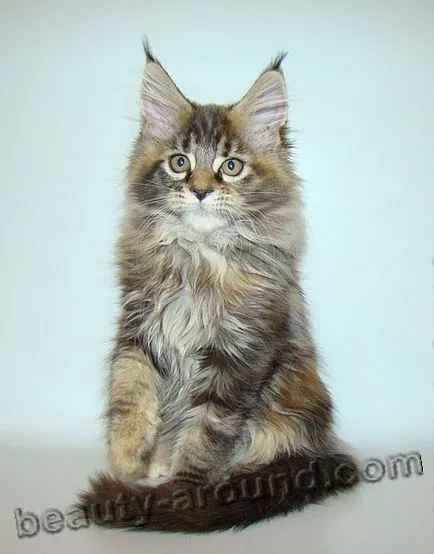 Maine Coon - a legnagyobb fajta macska (Maine Coon fotók)