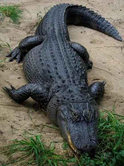 Mississippi aligatori, de asemenea, cunoscut sub numele de aligatori stiuca