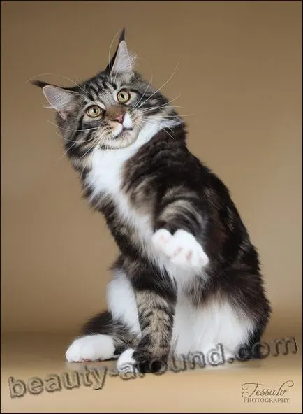 Maine Coon - a legnagyobb fajta macska (Maine Coon fotók)