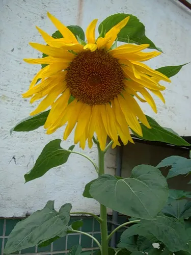 helianthus annuus