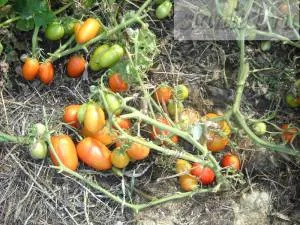 Ellentétben az elemek vagy menteni a jégeső kert