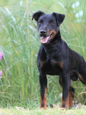 Német vadász terrier (yagdterer) fotó és leírás kutyafajták, karakter és a történelem