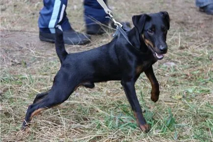 Német vadász terrier (yagdterer) fotó és leírás kutyafajták, karakter és a történelem