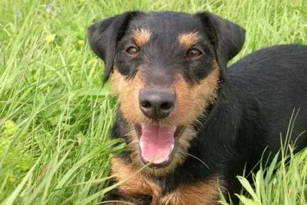 Terrier-ul de vânătoare german (yagdterer) fotografie și descrierea rase de câini, caracter și istorie