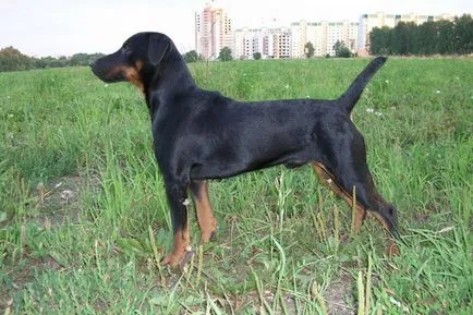 Terrier-ul de vânătoare german (yagdterer) fotografie și descrierea rase de câini, caracter și istorie