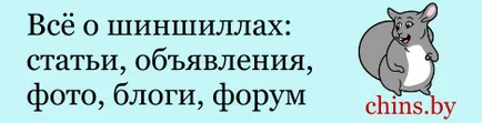 Трябва ли да се разхождат из чинчили апартаментните